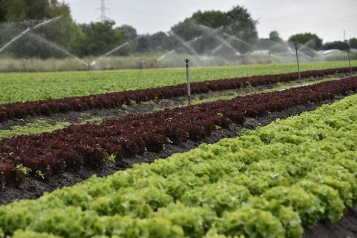Illustration de l'événement : Visite de l'exploitation le Jardin de Quentin