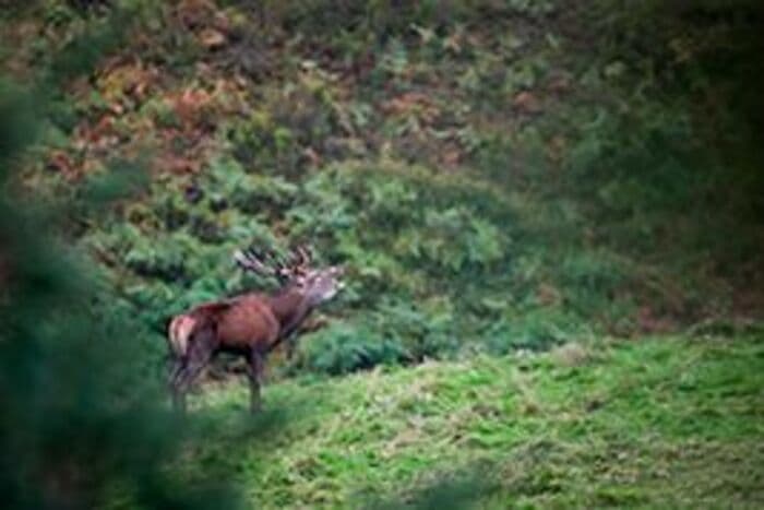 Illustration de l'événement : Aventure photo Brame du Cerf