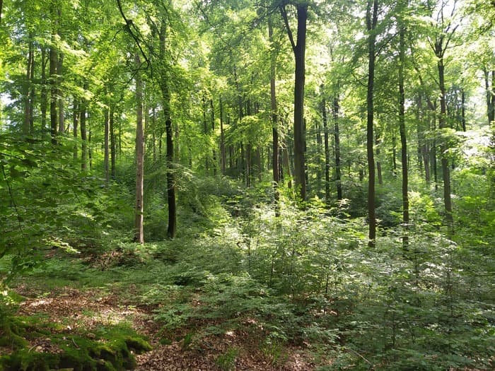 Illustration de l'événement : Randonnée-bivouac à la découverte de la forêt d'Halatte