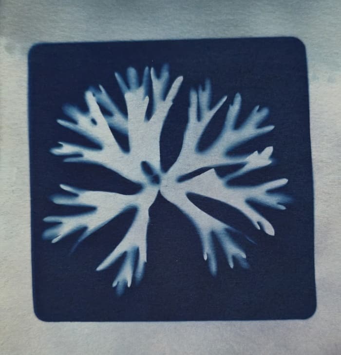 Illustration de l'événement : Cyanotypes et empreintes végétales
