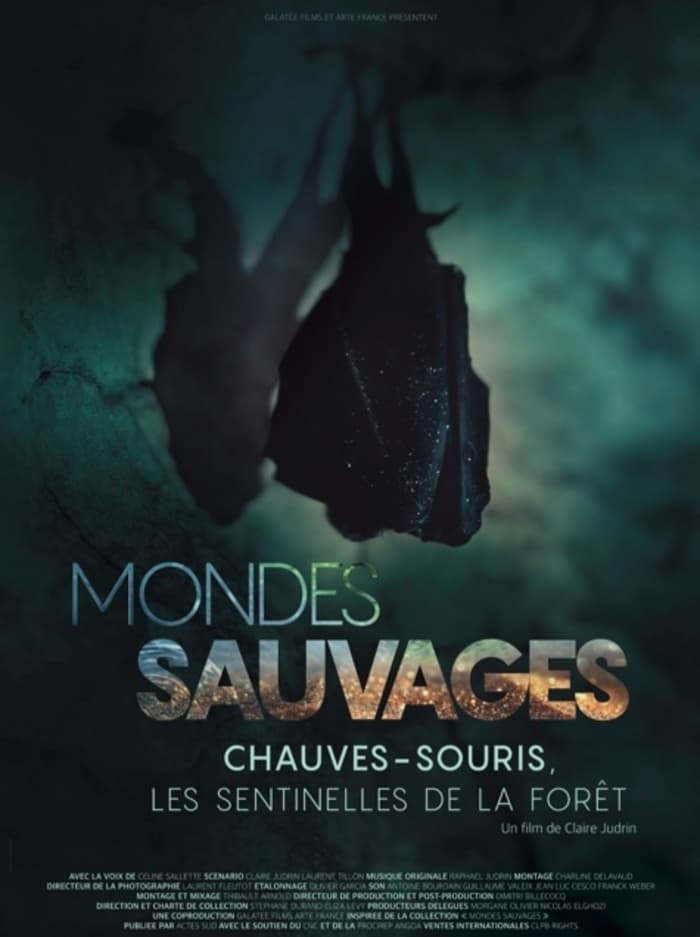 Illustration de l'événement : La Nuit de la Chauve-souris