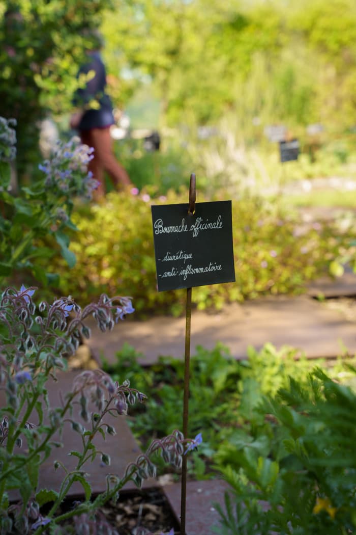 Illustration de l'événement : Visite du jardin médicinal de La Roche-Jagu