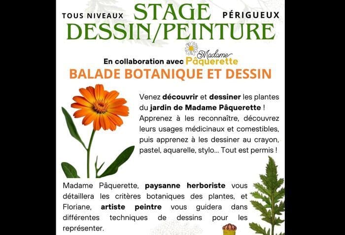 Illustration de l'événement : STAGE BALADE BOTANIQUE ET DESSIN