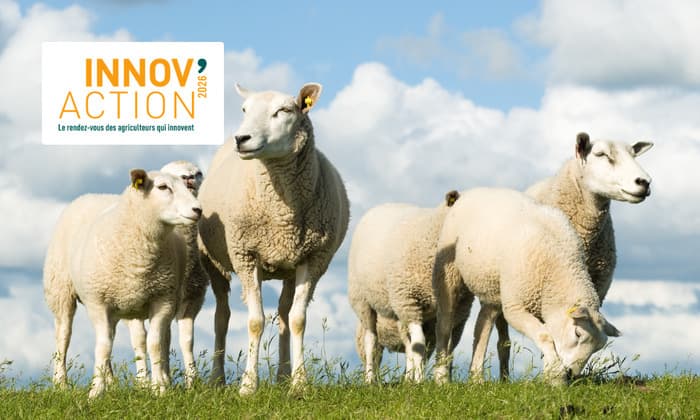 Illustration de l'événement : INNOV'ACTION - Rencontre régionale ovine (72)