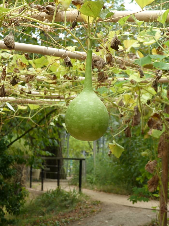 Illustration de l'événement : Déambulation ethnobotanique