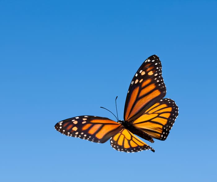Illustration de l'événement : Minute papillon !