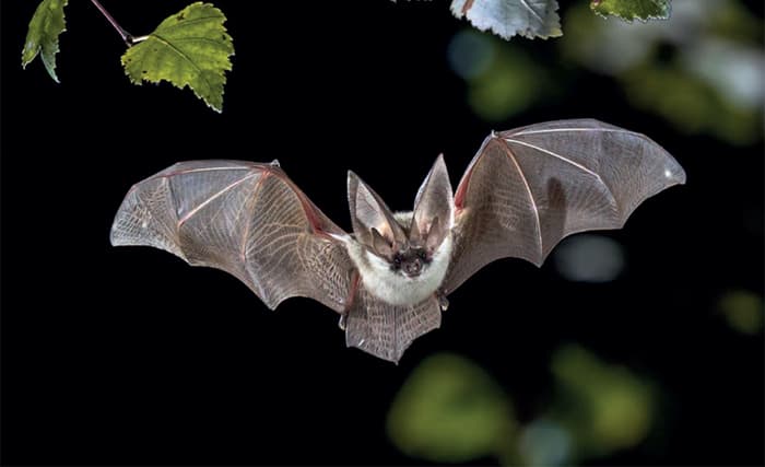 Illustration de l'événement : Nuit internationale de la chauve-souris - Balade au clair de lune