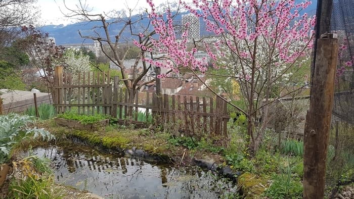 Illustration de l'événement : Visite découverte d'un jardin urbain partagé en permaculture