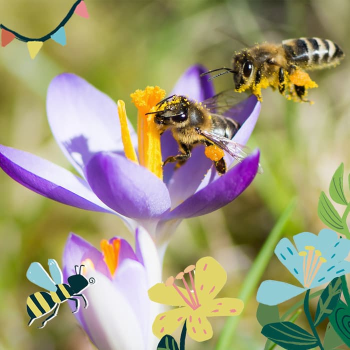 Illustration de l'événement : Atelier de sensibilisation aux abeilles