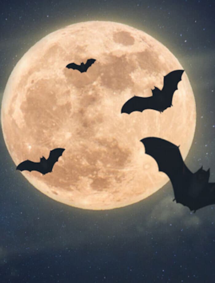 Illustration de l'événement : Nuit de la Chauve-souris au Château de Crévecoeur-en-Auge