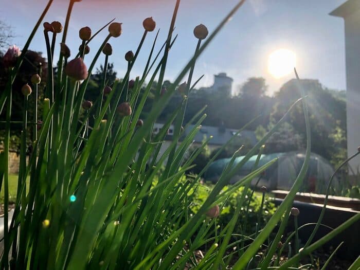 Illustration de l'événement : Rendez-vous au jardin de Canopée