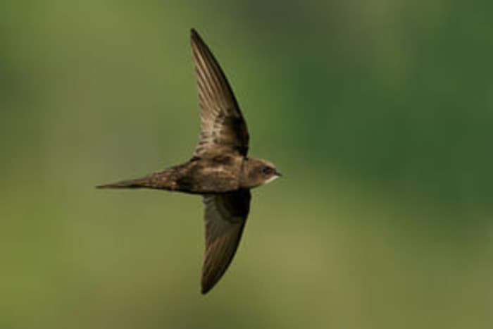 Illustration de l'événement : Le Martinet noir : oiseau de tous les records