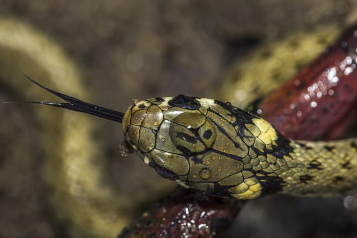 Illustration de l'événement : Lézards, serpents, tous reptiles.. tous fascinants !