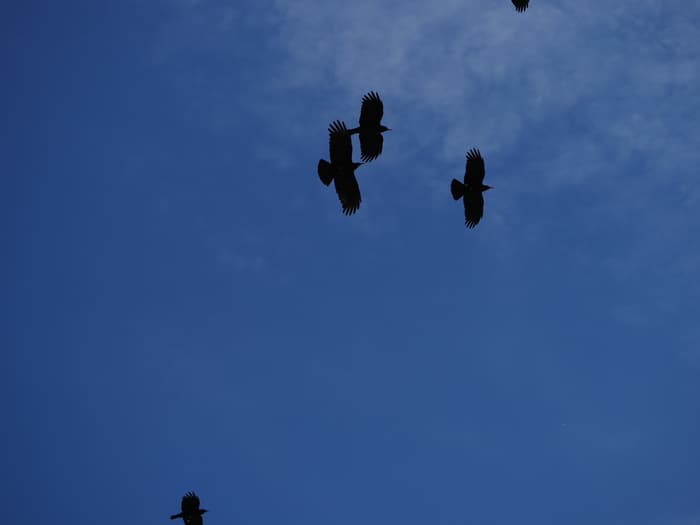 Illustration de l'événement : Journée européenne des oiseaux migrateurs