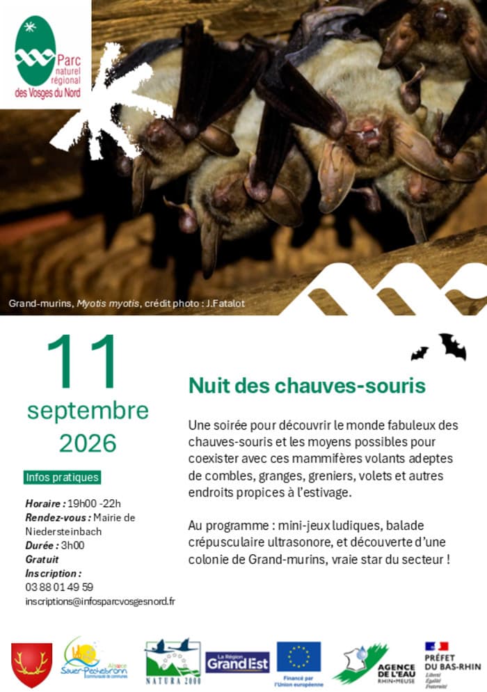 Illustration de l'événement : Nuit des chauves-souris