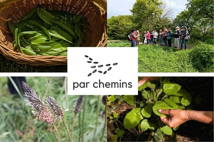 Illustration de l'événement : Balade découverte des plantes sauvages comestibles