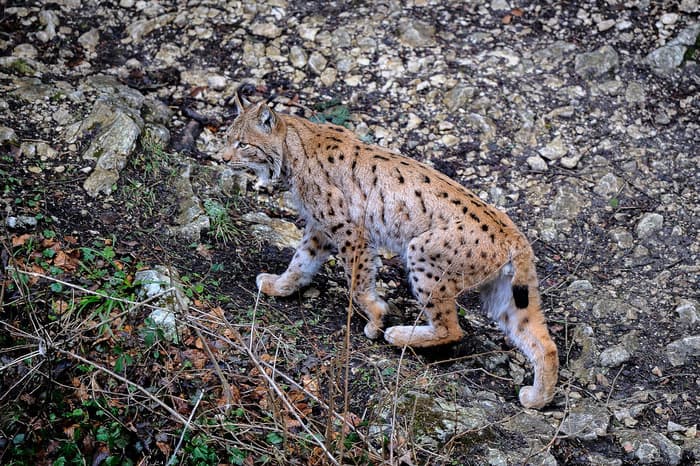 Illustration de l'événement : Dans la peau du Lynx boréal
