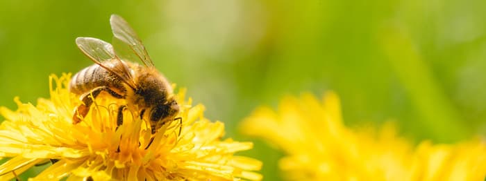 Illustration de l'événement : Formation - Connaître et favoriser les pollinisateurs sauvages - MAEC Biodiversité