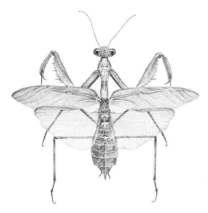Illustration de l'événement : ENTOMA, installation artistique