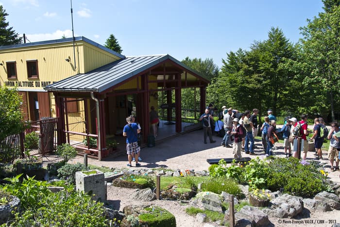 Illustration de l'événement : Visite découverte du Jardin d'altitude du Haut Chitelet