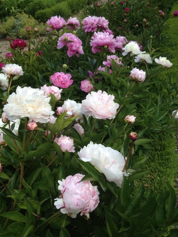 Illustration de l'événement : Visite de jardins privés
