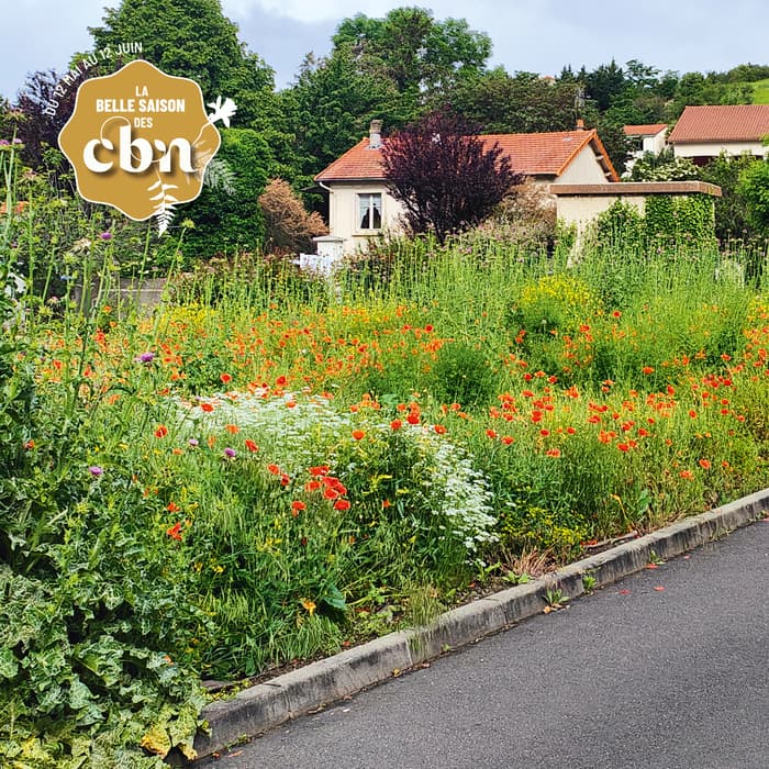 Illustration de l'événement : Accueillir la biodiversité : les plantes sauvages à votre porte - Haute-Loire