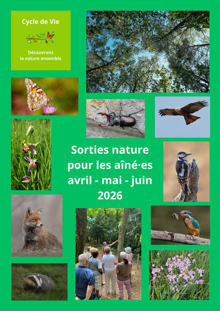 Illustration de l'événement : Le monde fascinant des insectes