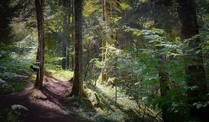 Illustration de l'événement : Bain de forêt guidé