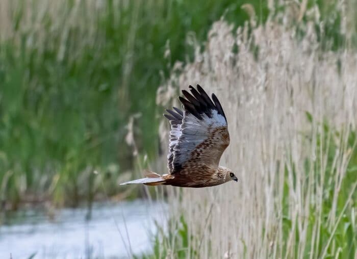 Illustration de l'événement : A la découverte des oiseaux de la baie d'Audierne