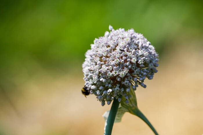 Illustration de l'événement : Agissons pour les pollinisateurs