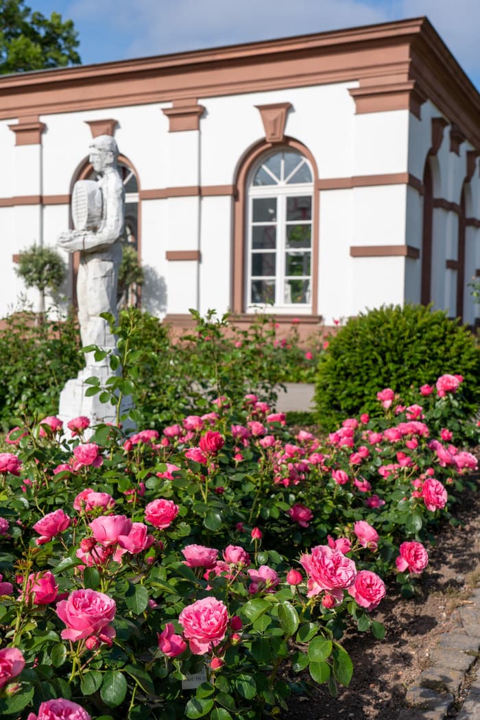 Illustration de l'événement : Un régal pour tous les sens : la fête des roses dans le jardin de palmiers