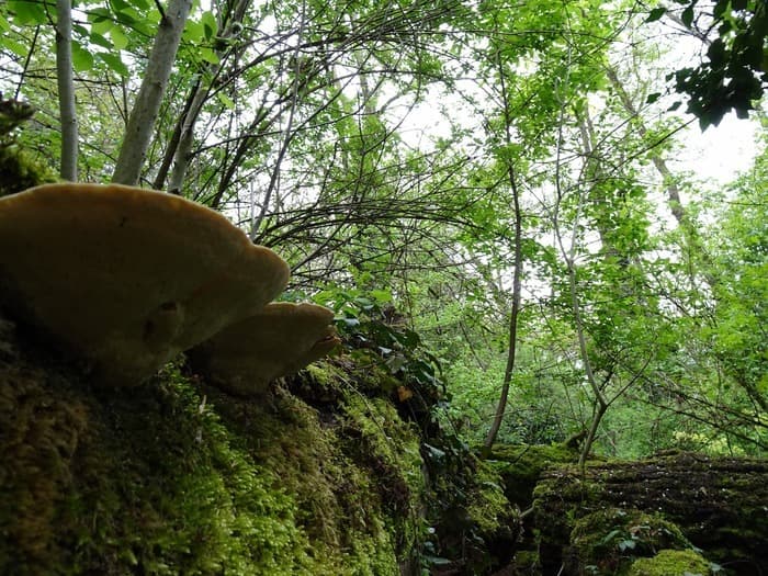 Illustration de l'événement : Nature d’occasion