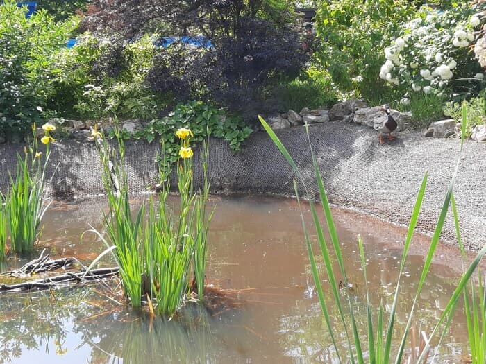 Illustration de l'événement : Visite thématique de la biodiversité du cimetière des Gonards