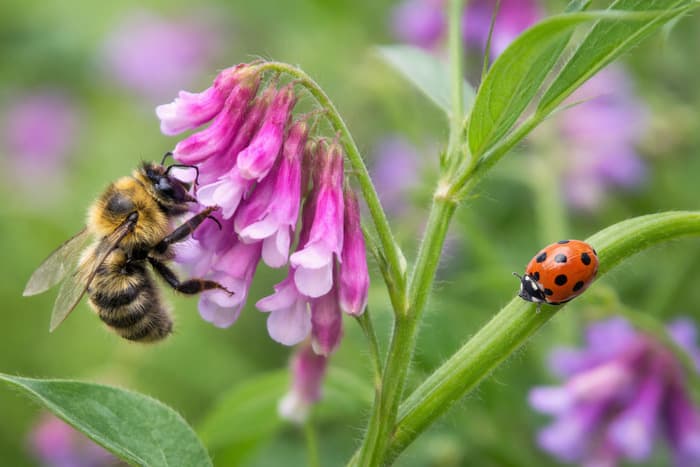 Illustration de l'événement : Balade : à la découverte des pollinisateurs