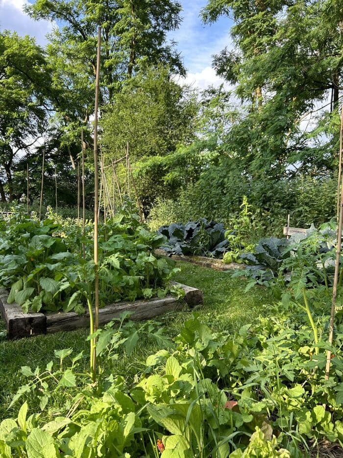 Illustration de l'événement : Tour d'un potager en permaculture