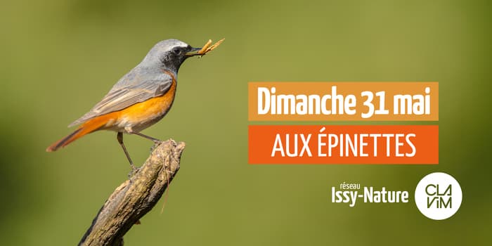 Illustration de l'événement : Épinettes : comptage national Oiseaux des jardins