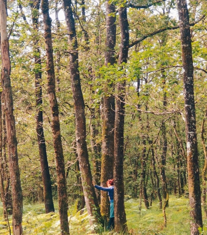 Illustration de l'événement : Bain de forêt aux Gayeulles !