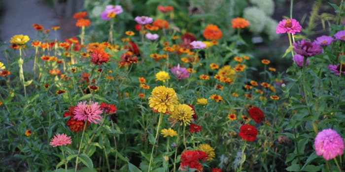 Illustration de l'événement : Jardin : mise en fleurs