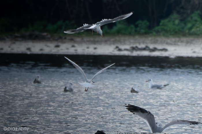 Illustration de l'événement : Balade naturaliste : la nature nous offre son plus beau spectacle
