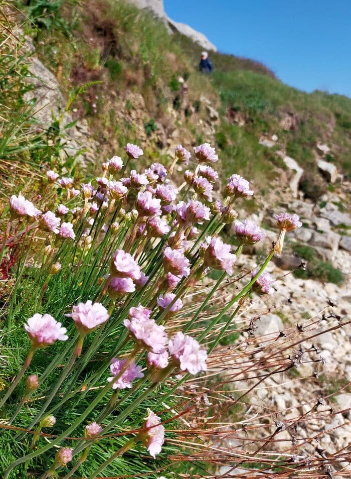Illustration de l'événement : Balade plantes littorales comestibles