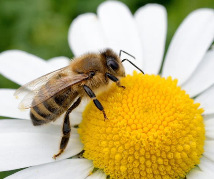 Illustration de l'événement : Un jardin fleuri favorable aux auxiliaires
