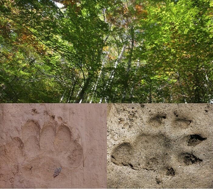 Illustration de l'événement : Empreintes et indices : les secrets de la forêt
