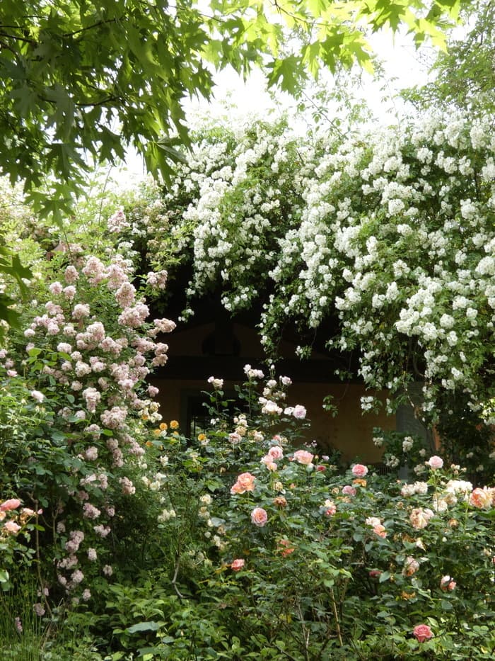 Illustration de l'événement : Rosedeliziose, l’expression et la beauté des roses dans le jardin naturel.