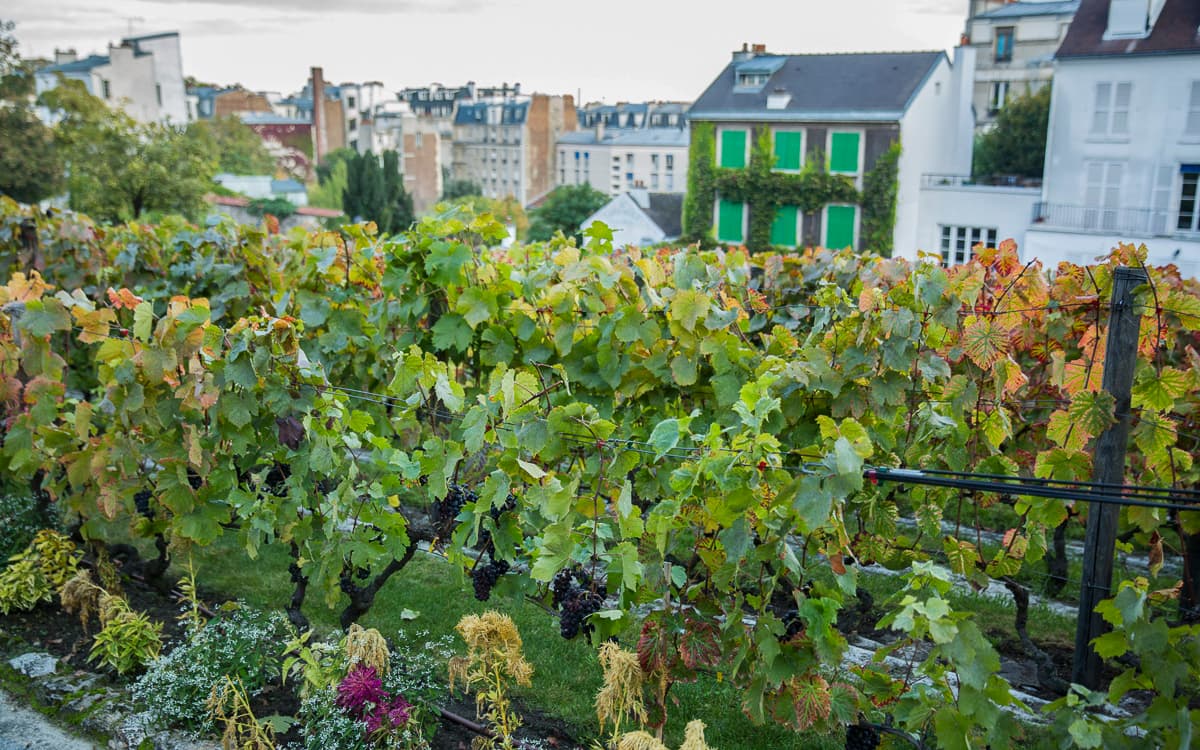 Illustration de l'événement : Le programme de la Fête des Vendanges de Montmartre 2026