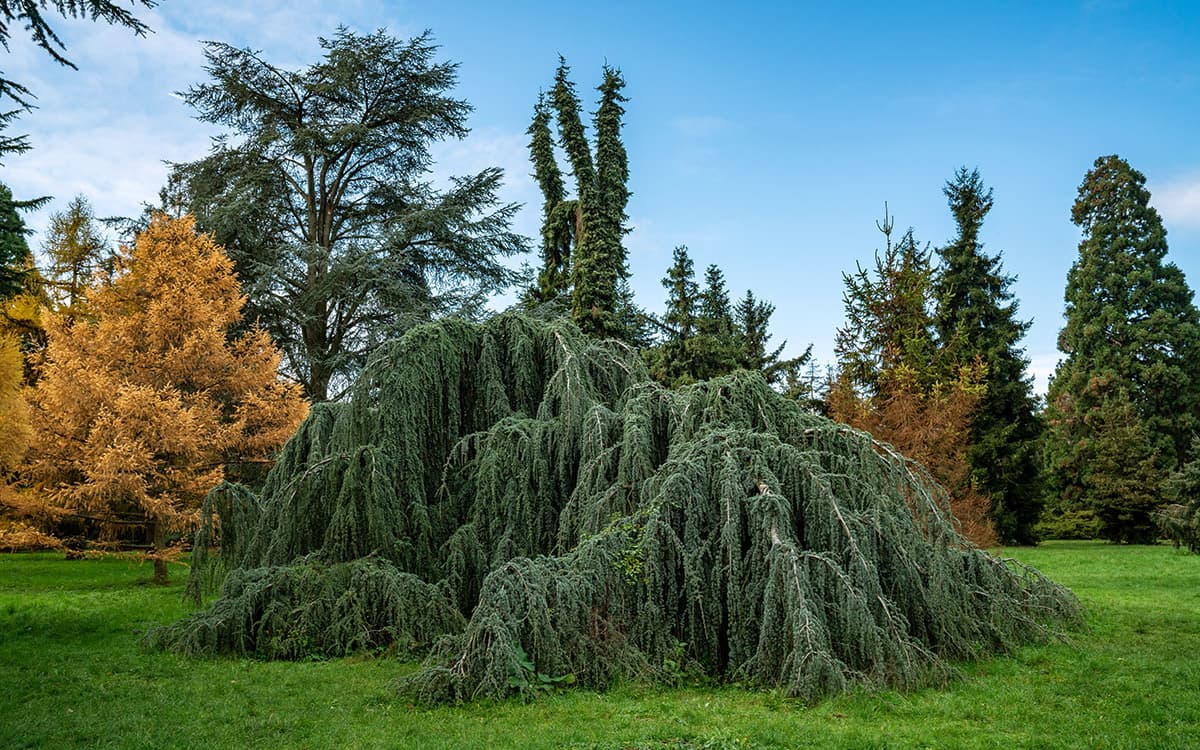 Illustration de l'événement : Les nuits des forêts à l'Arboretum de Paris