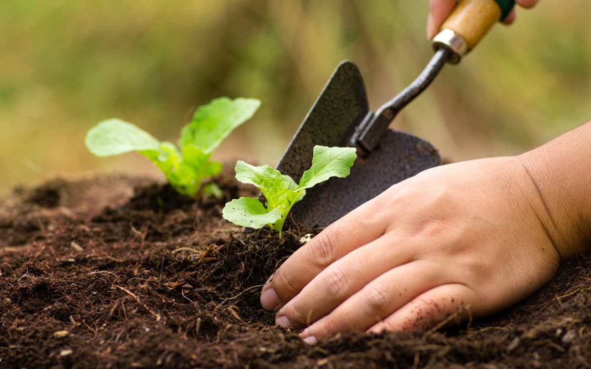 Illustration de l'événement : Comment associer vos plantes au jardin ?