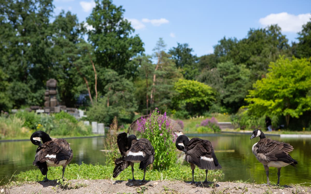 Illustration de l'événement : Visite du parc Floral de Paris