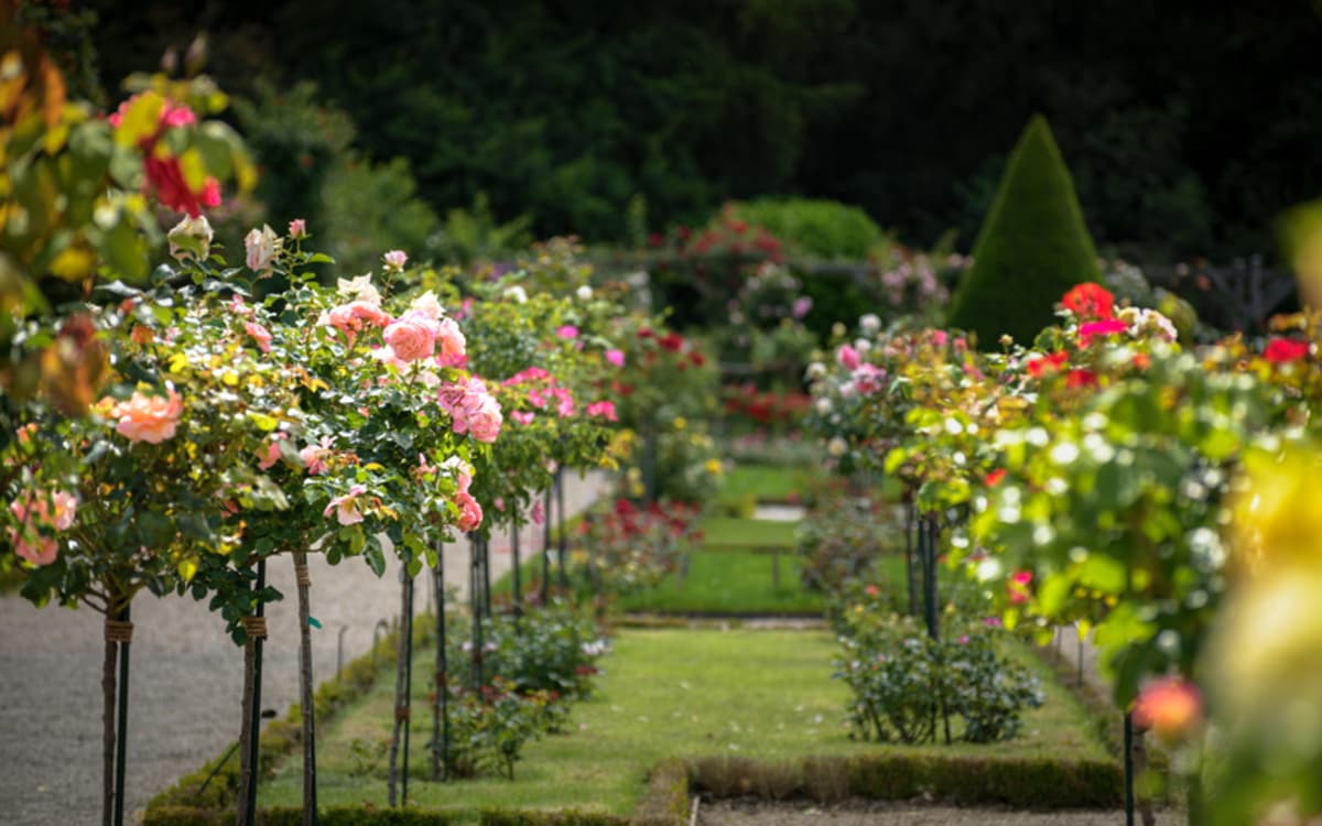 Illustration de l'événement : Le Week-end de la rose à Bagatelle