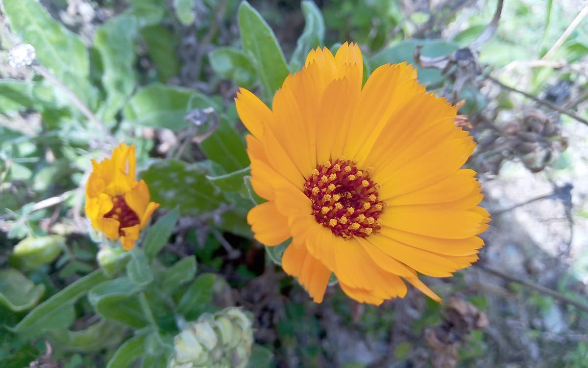 Illustration de l'événement : Une plante et ses usages : Le calendula et ses fleurs