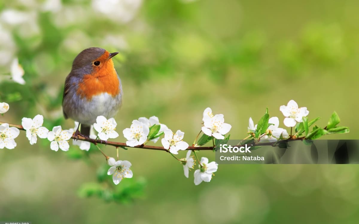Illustration de l'événement : Balade photo : les oiseaux du Père Lachaise
